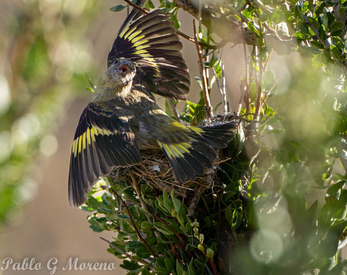 Thick-billed Siskin - ML522366351