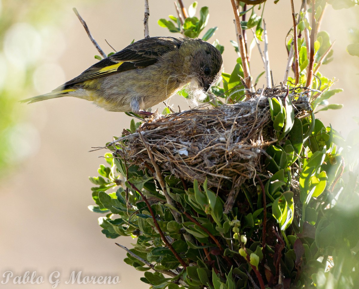 Thick-billed Siskin - ML522366361