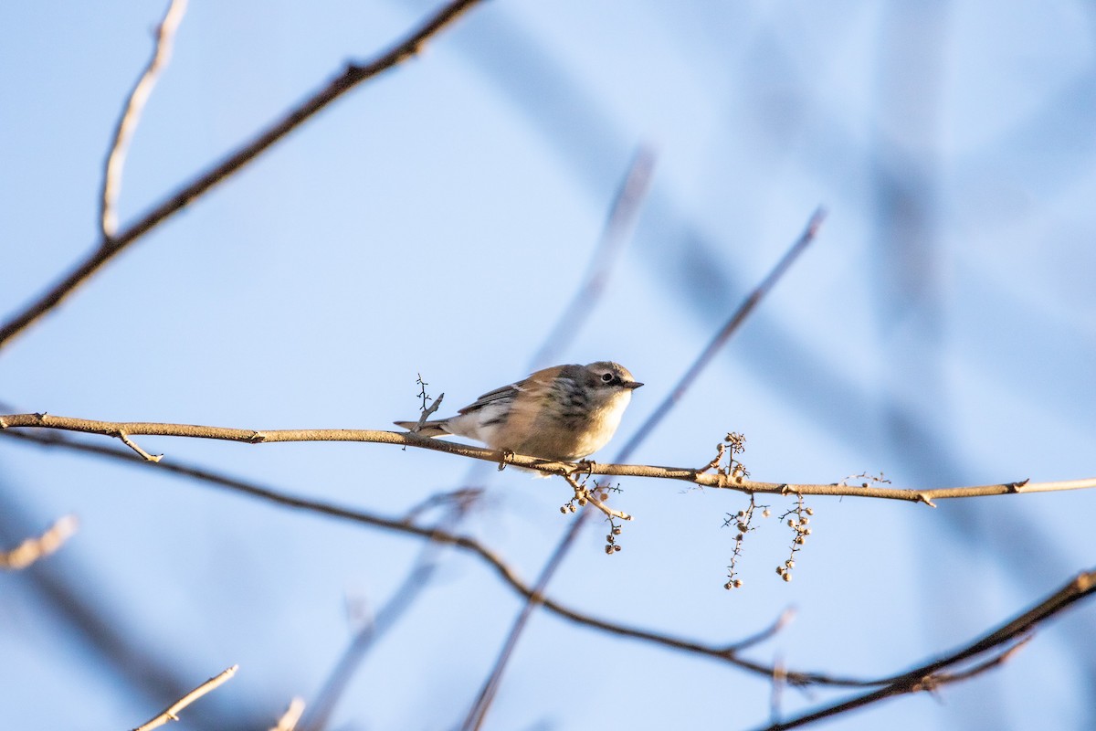 Yellow-rumped Warbler - ML522366461