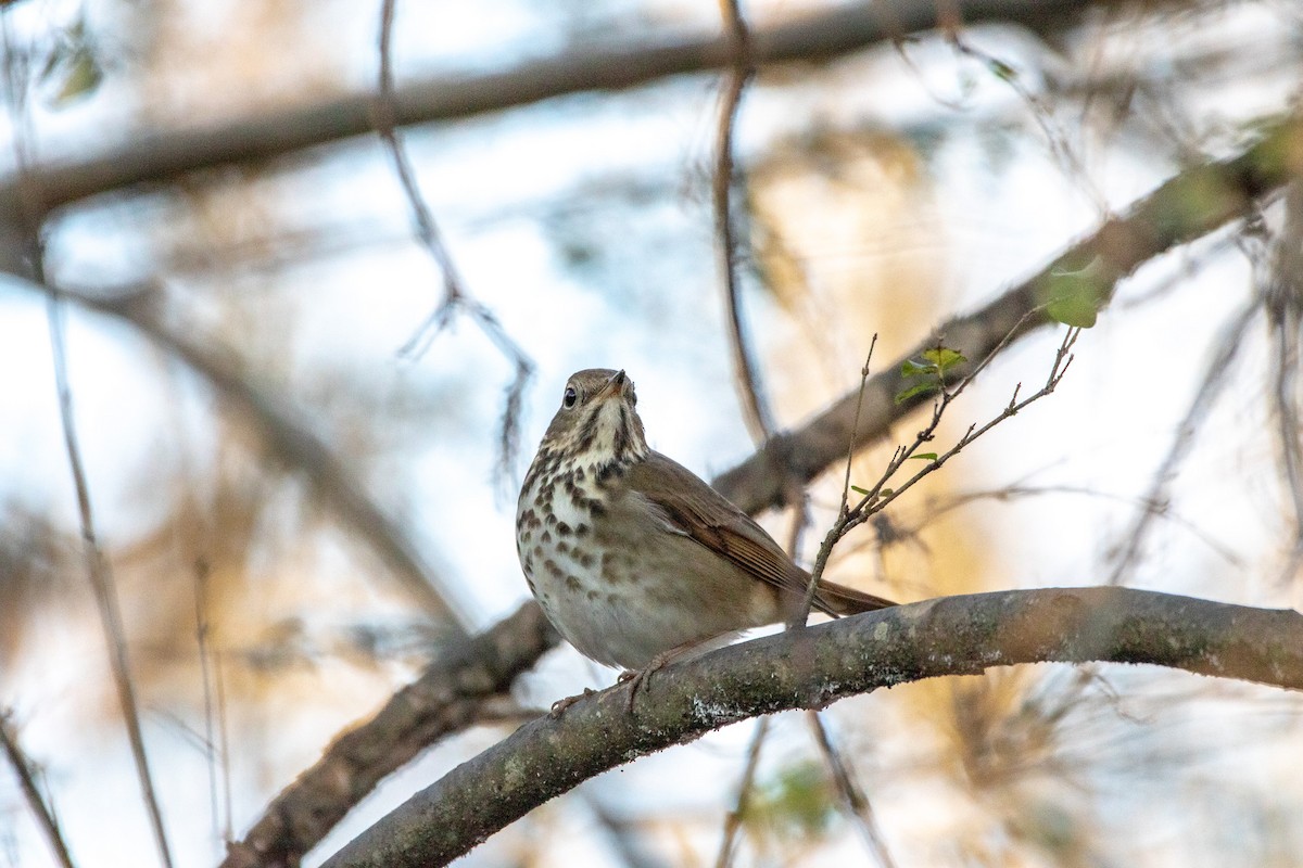 Hermit Thrush - ML522366541