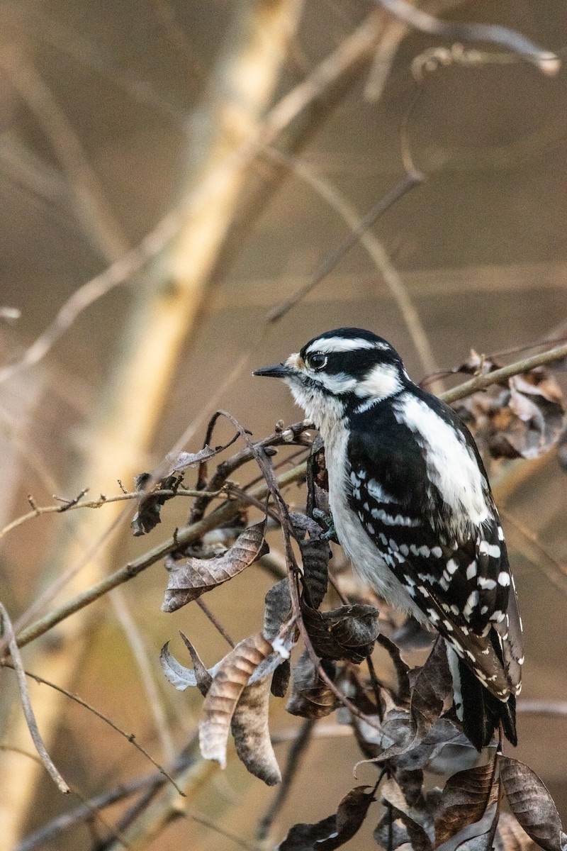 Downy Woodpecker - ML522366581