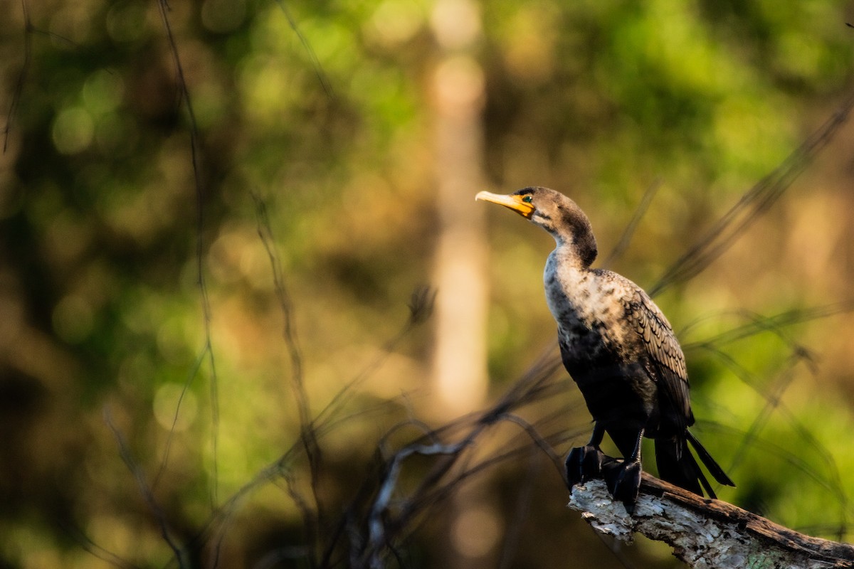 Cormorán Orejudo - ML522366641