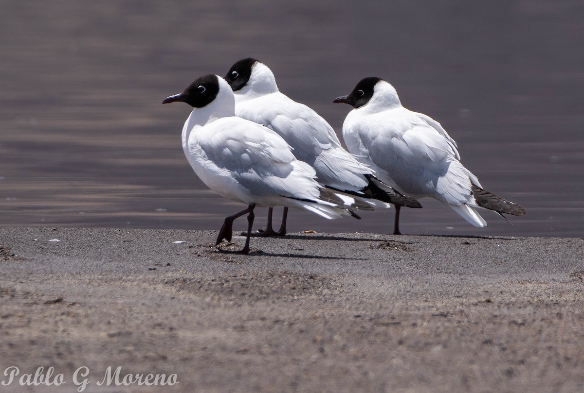 Andean Gull - ML522366981