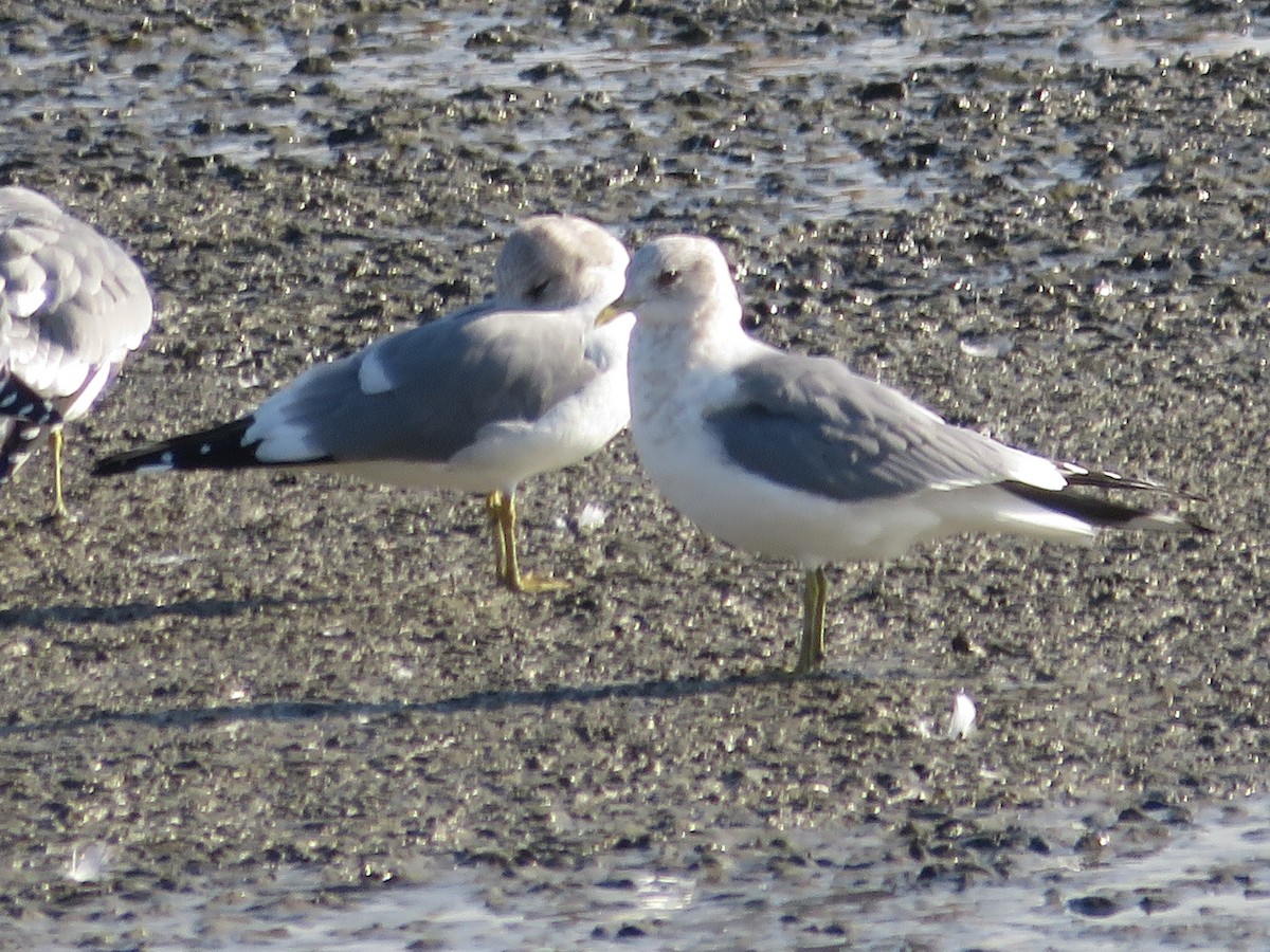 Short-billed Gull - ML522368021