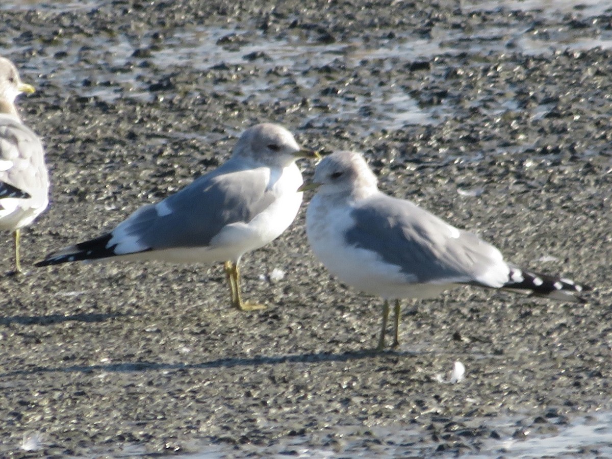 Short-billed Gull - ML522368041