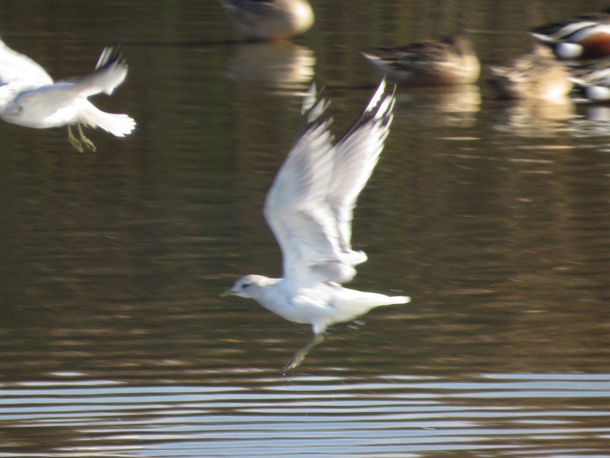 Short-billed Gull - ML522368071