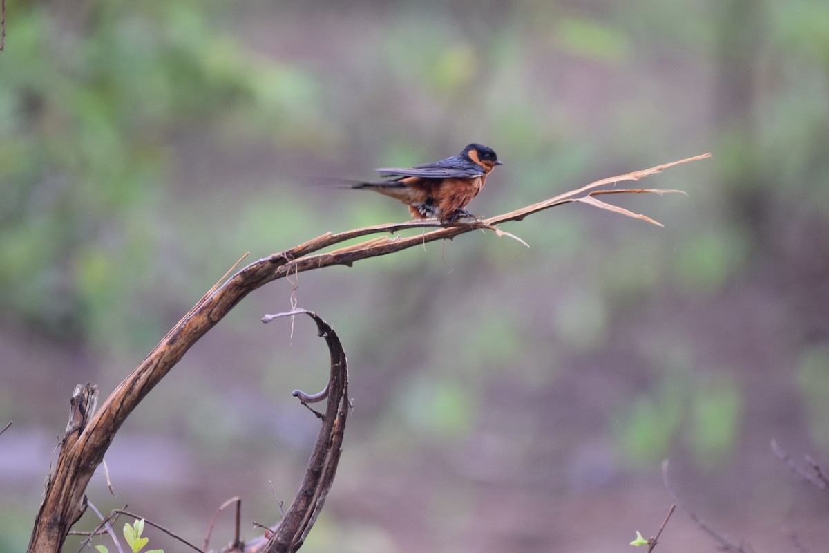 Golondrina Pechirrufa - ML52236861