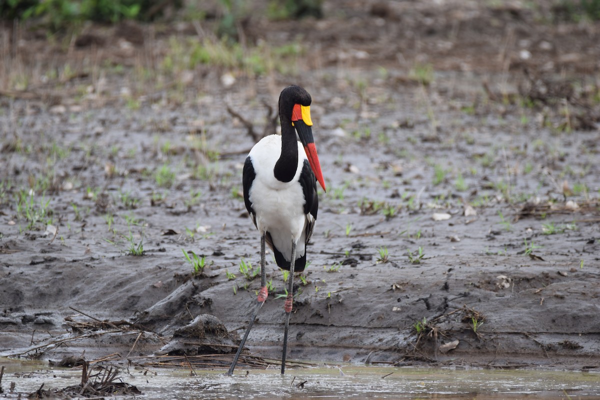 Saddle-billed Stork - ML52236911