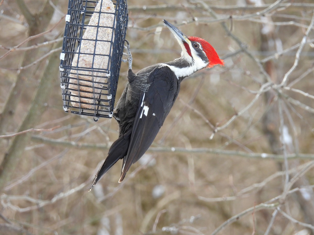 Pileated Woodpecker - Isaac Smith