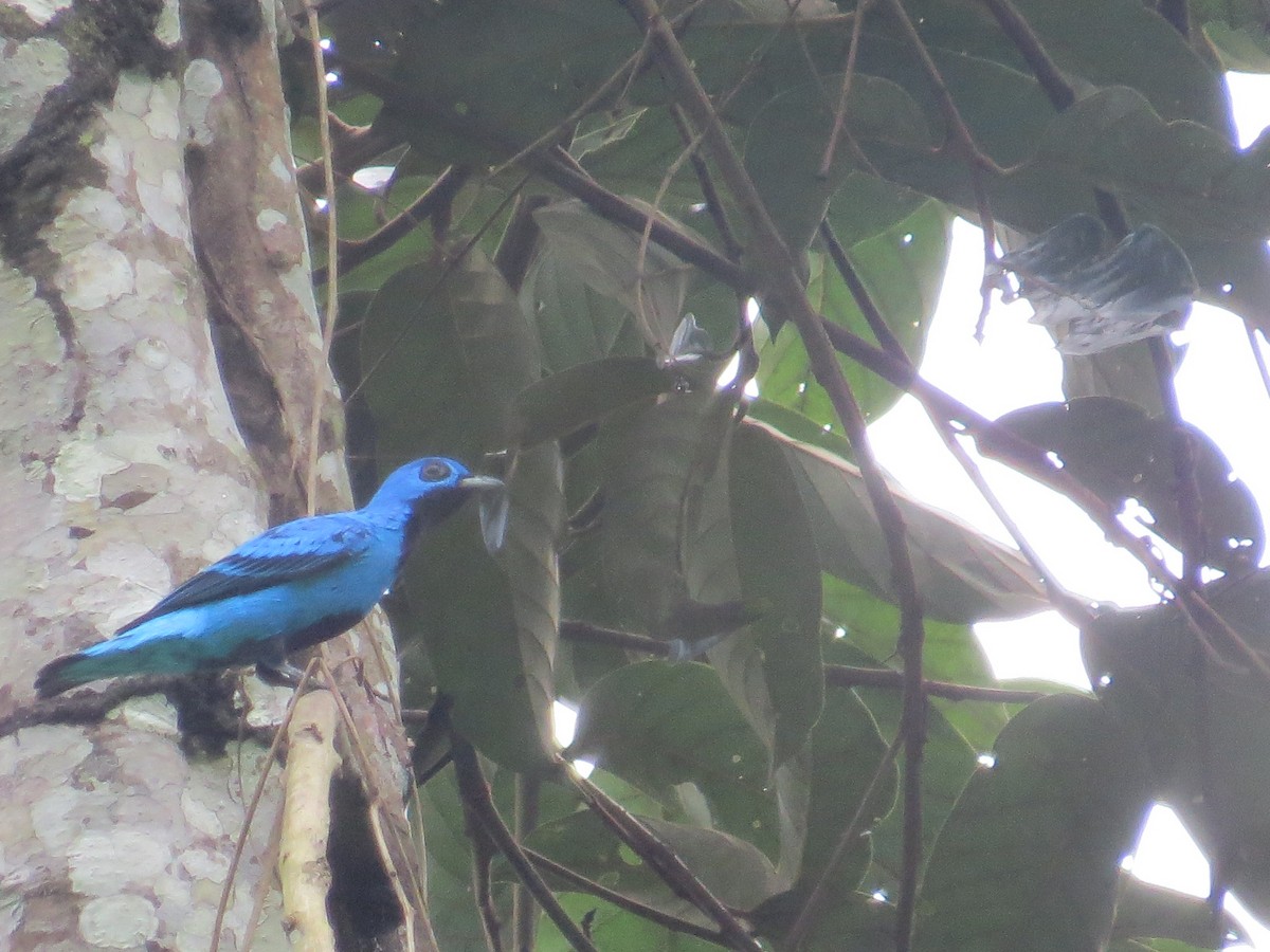 Blue Cotinga - ML522369801