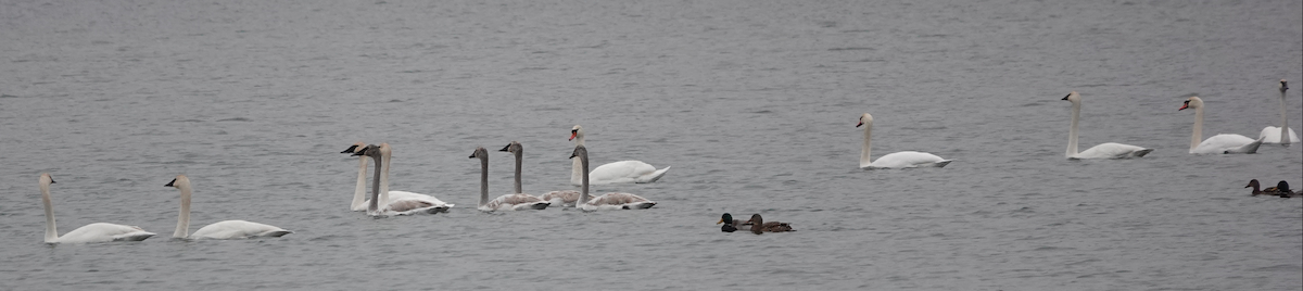 Trumpeter Swan - ML522371351