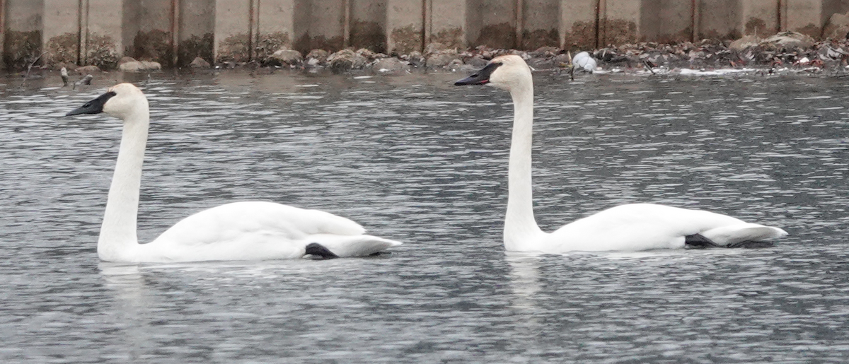 Trumpeter Swan - ML522372131
