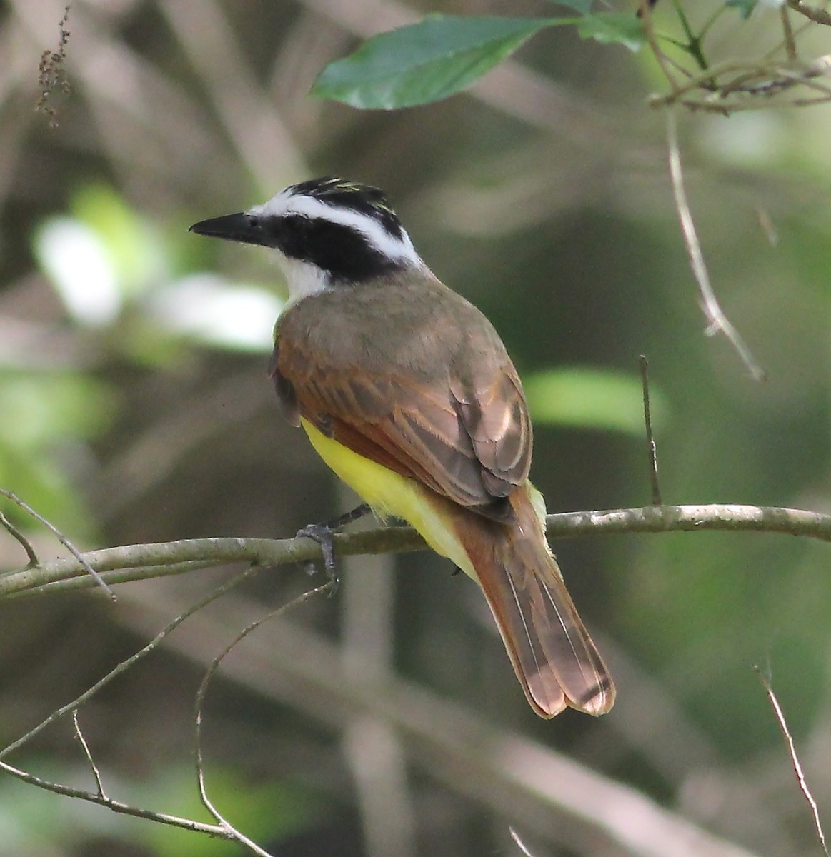 Great Kiskadee - Jason Leifester