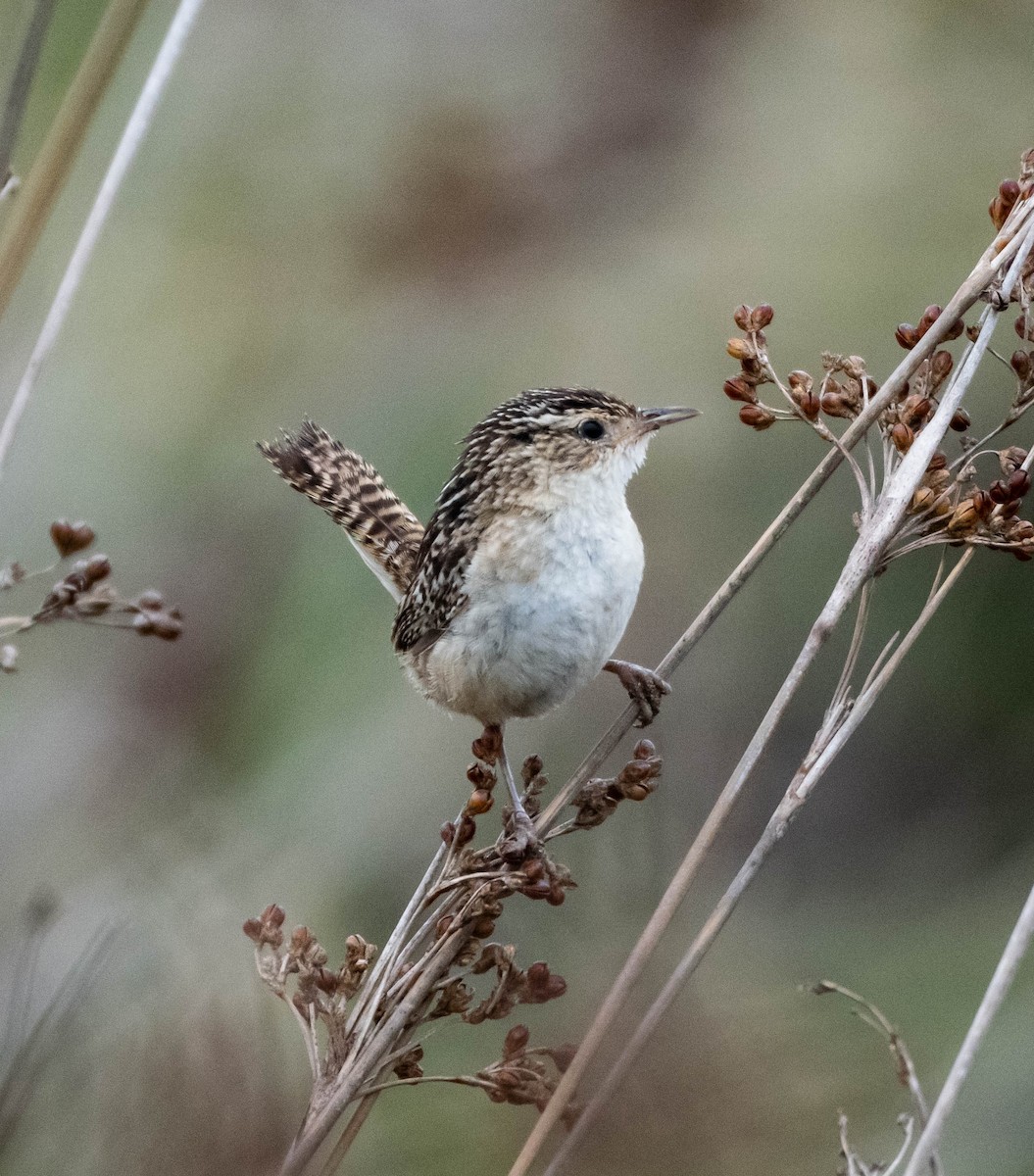 Grass Wren (Pampas) - ML522372501