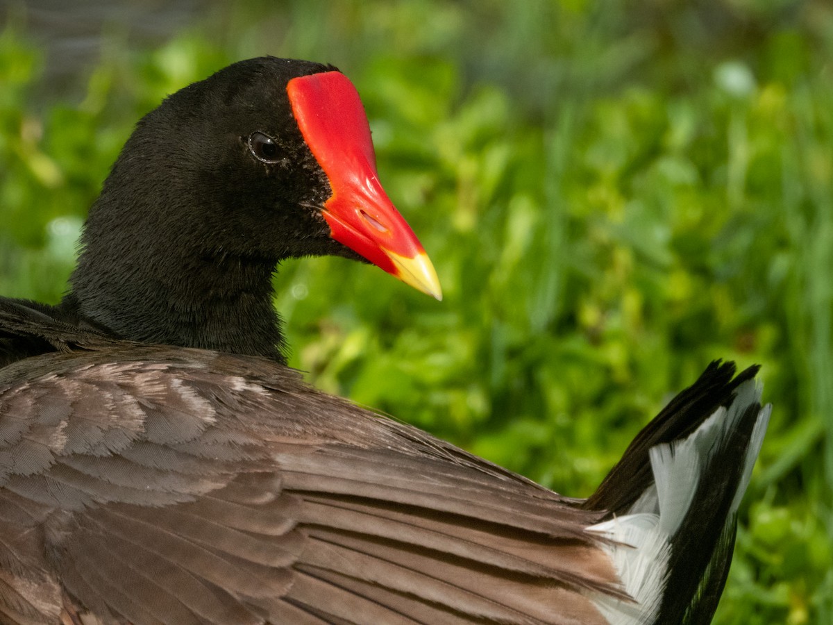 Common Gallinule (Hawaiian) - Kellen Apuna