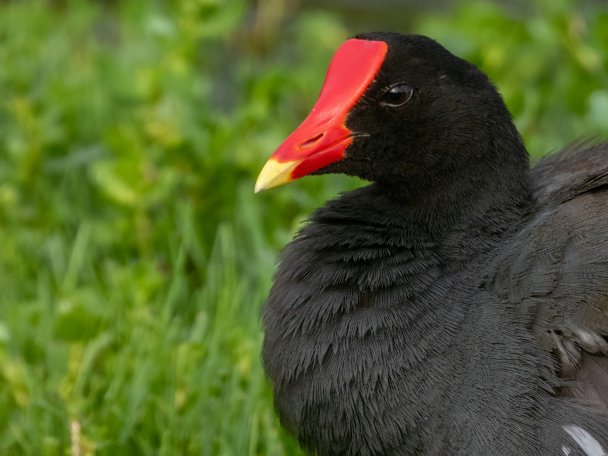 Common Gallinule (Hawaiian) - ML522372881