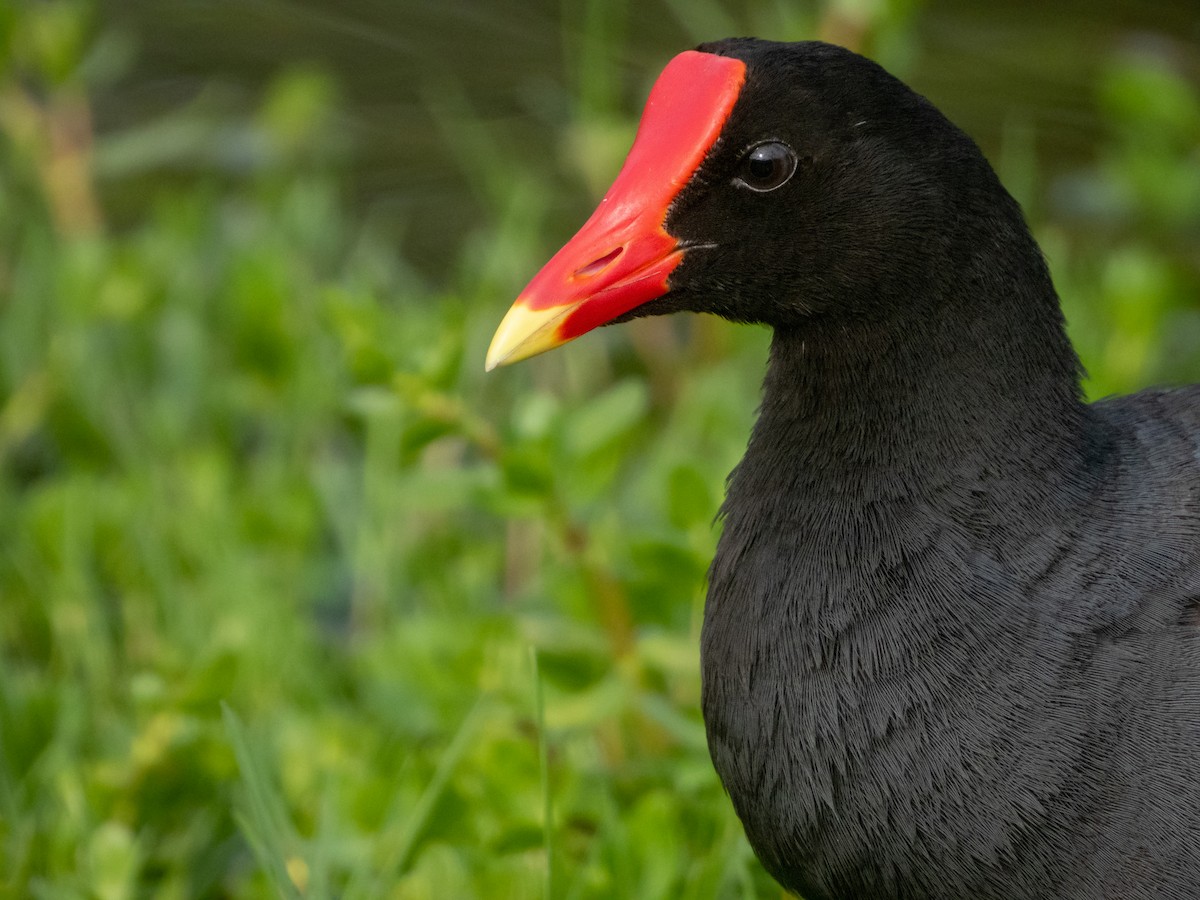 Common Gallinule (Hawaiian) - ML522372891