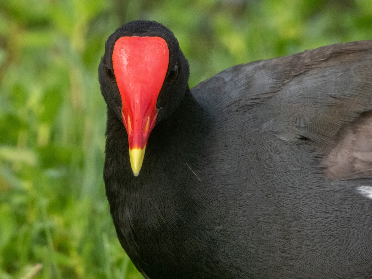 Common Gallinule (Hawaiian) - ML522372901