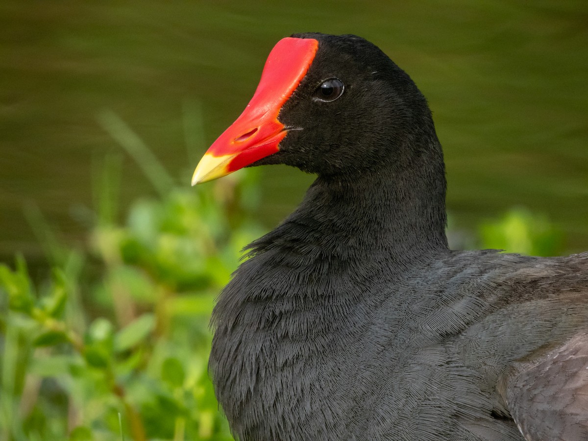 Common Gallinule (Hawaiian) - ML522372911