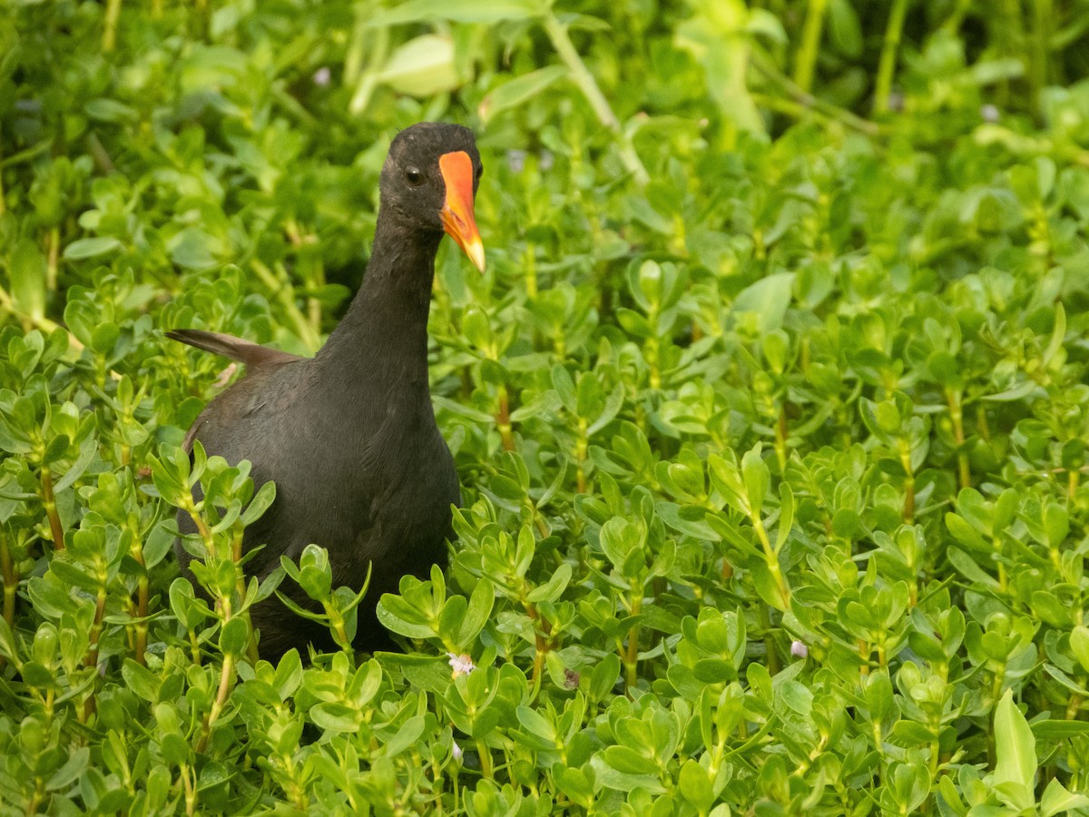 Common Gallinule (Hawaiian) - ML522372951