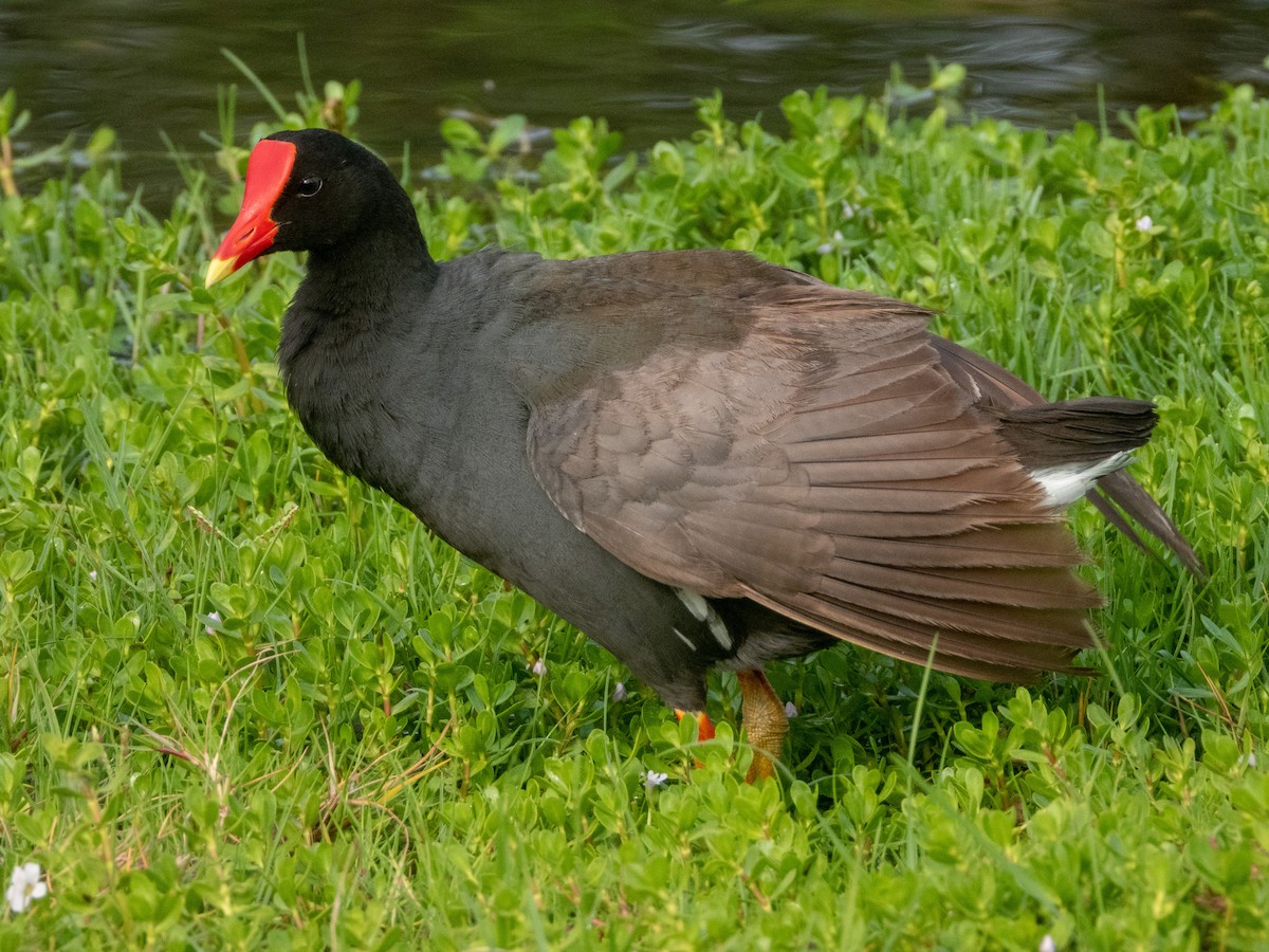 Common Gallinule (Hawaiian) - ML522372961