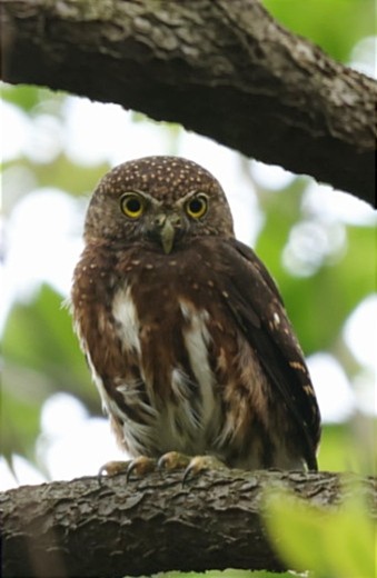 Costa Rican Pygmy-Owl - Luis Barrantes Rodriguez