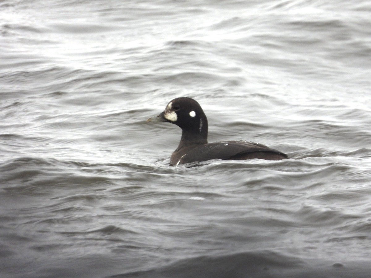 Harlequin Duck - ML522373551