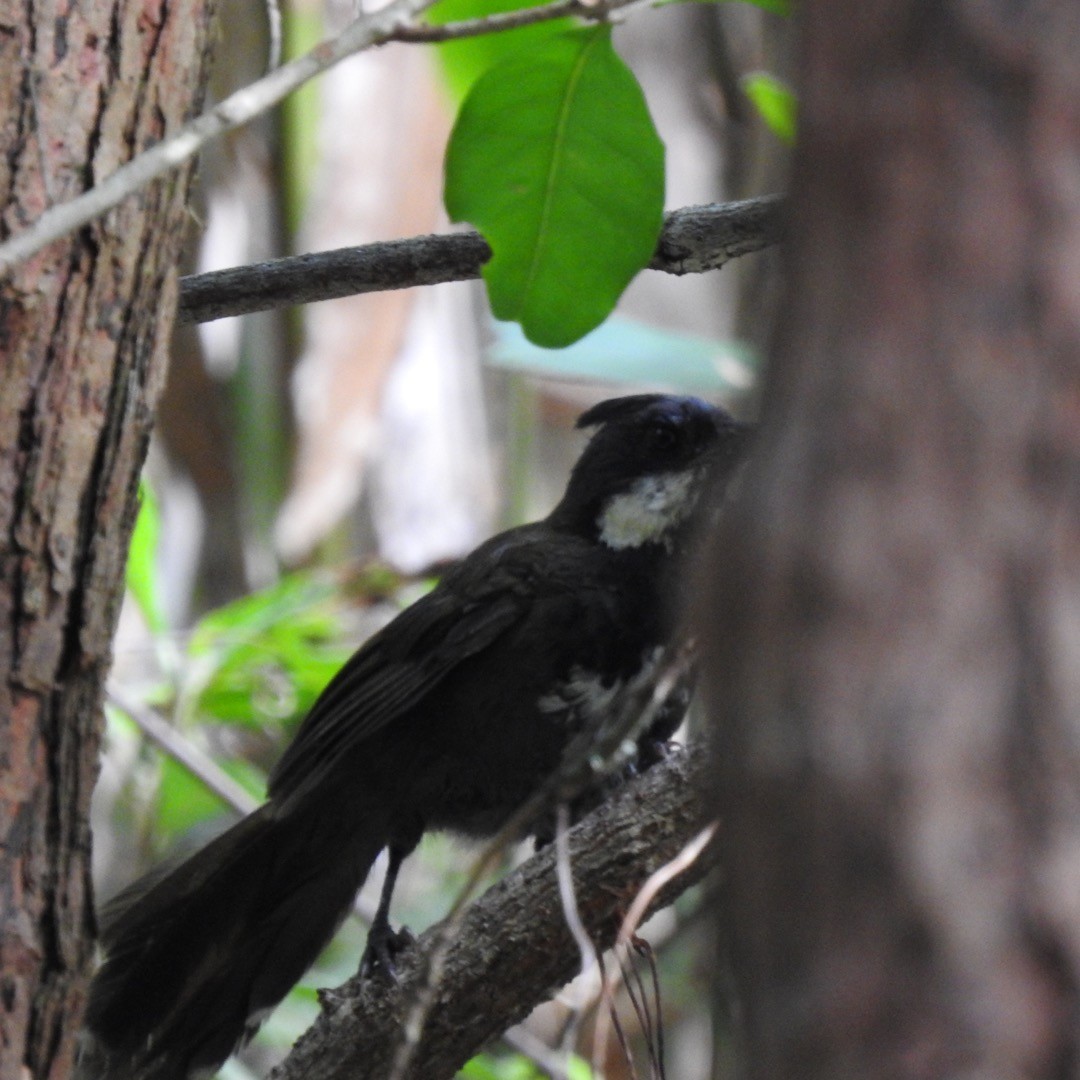 Eastern Whipbird - ML522376341