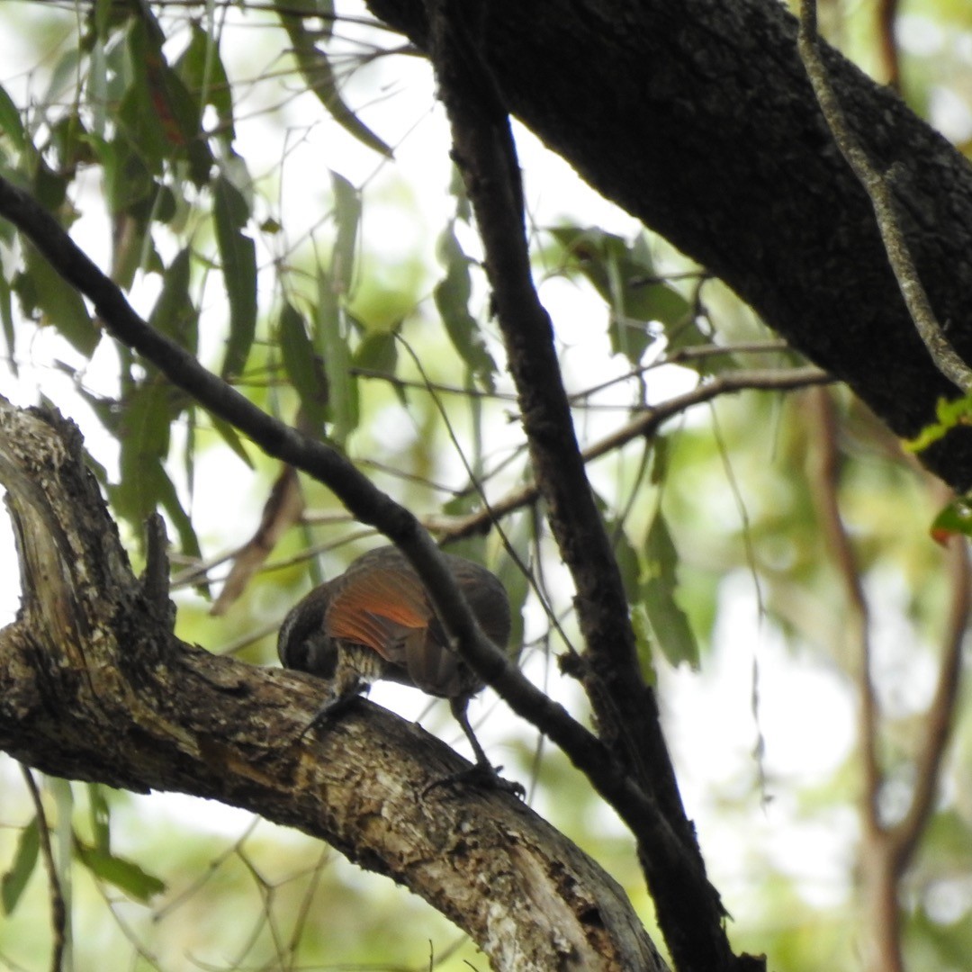 Paradise Riflebird - Ana de Joux