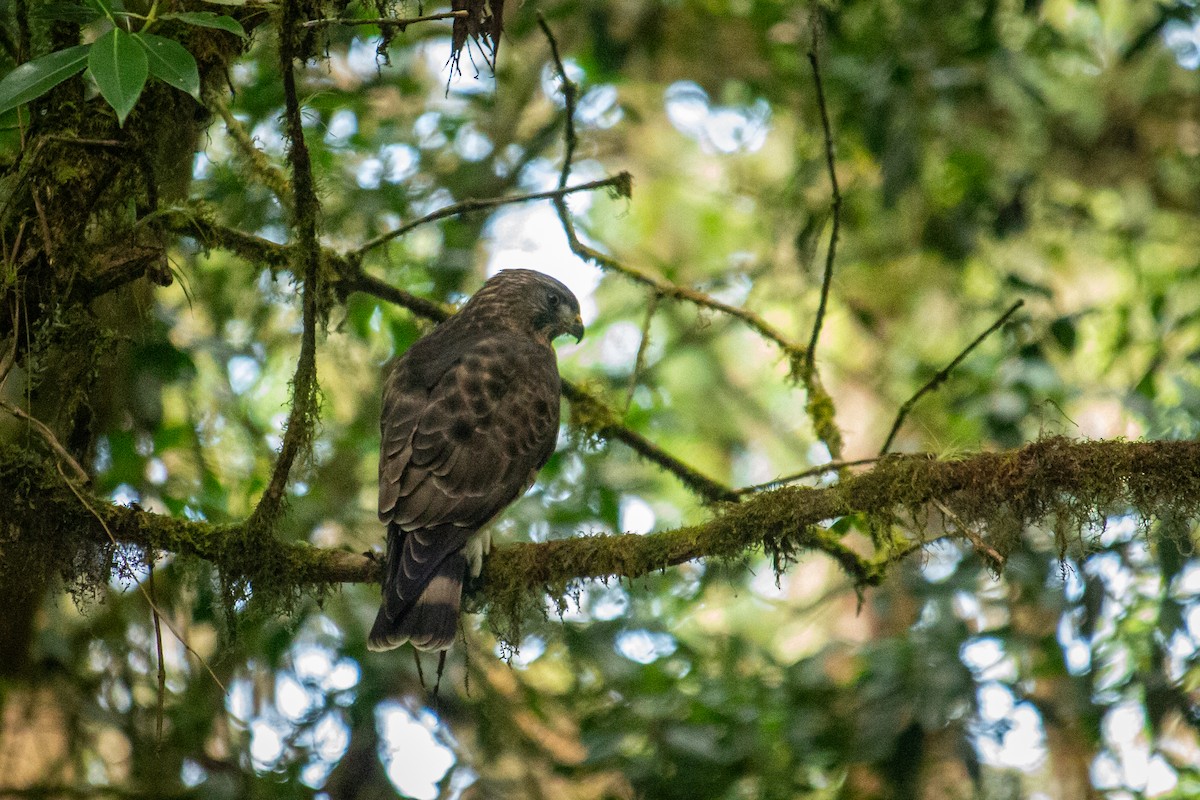 Broad-winged Hawk - ML522376761