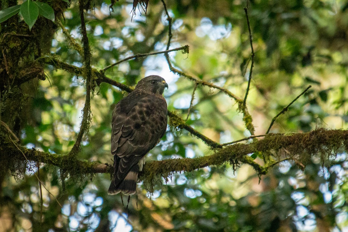 Broad-winged Hawk - Francisco Russo