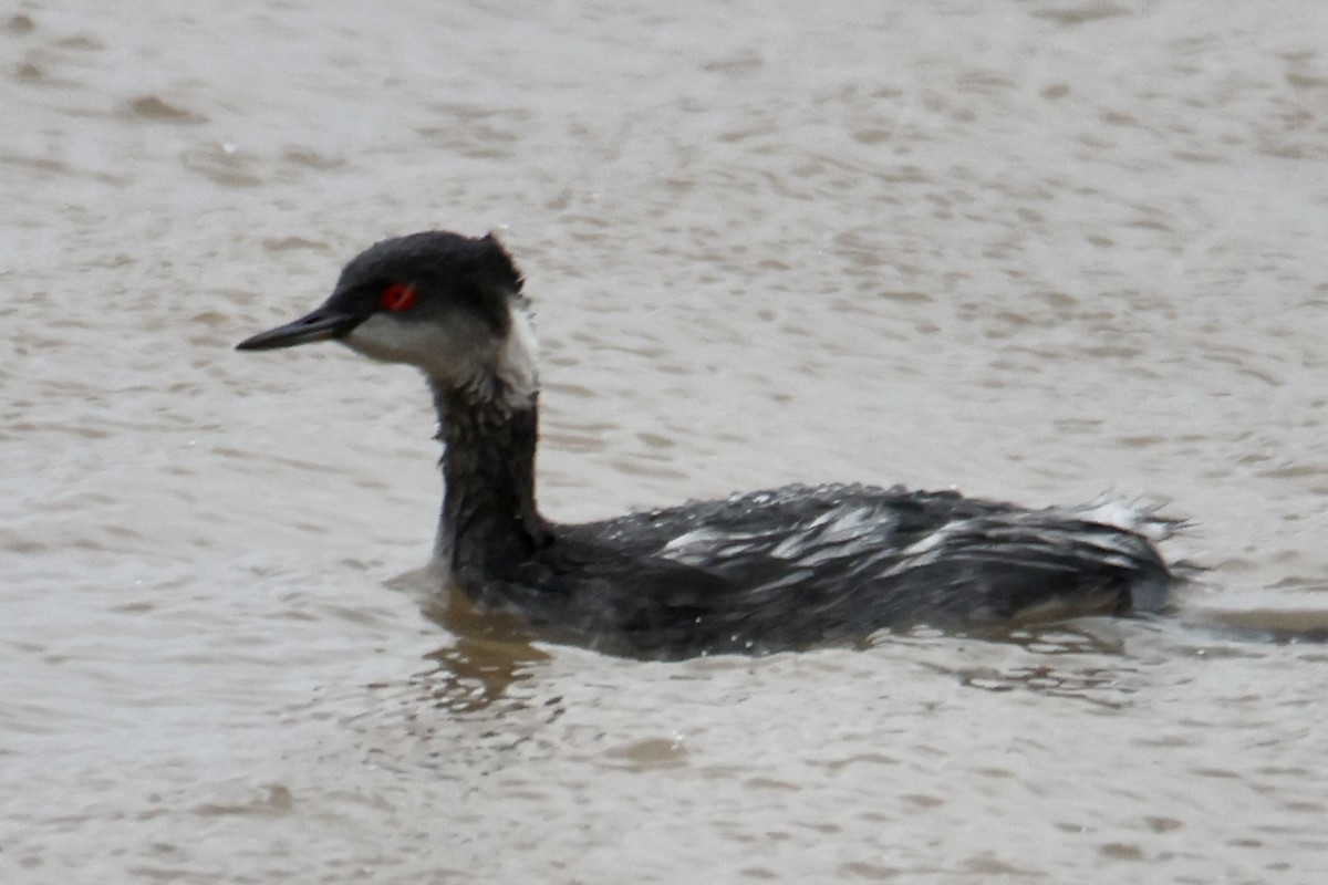 Eared Grebe - ML522376891