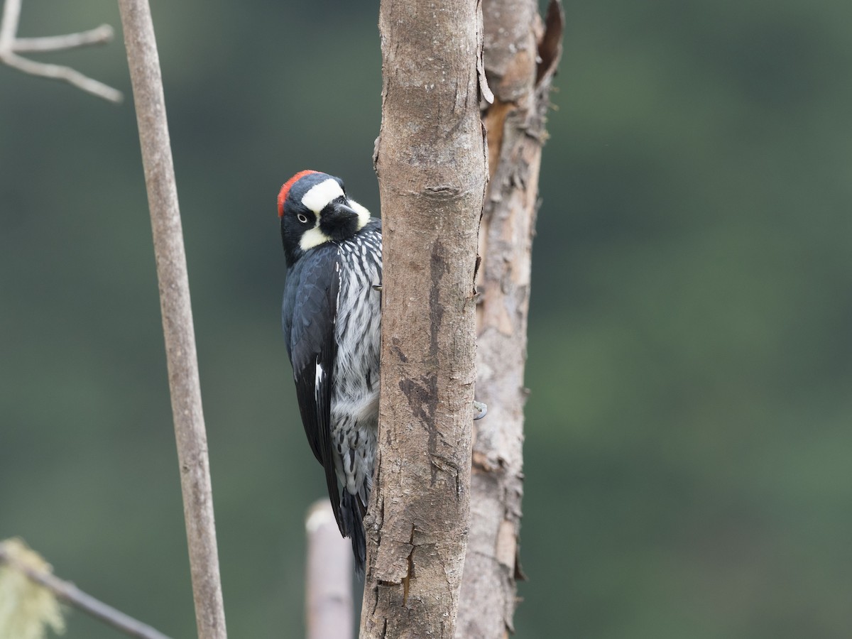 Acorn Woodpecker - ML52237771