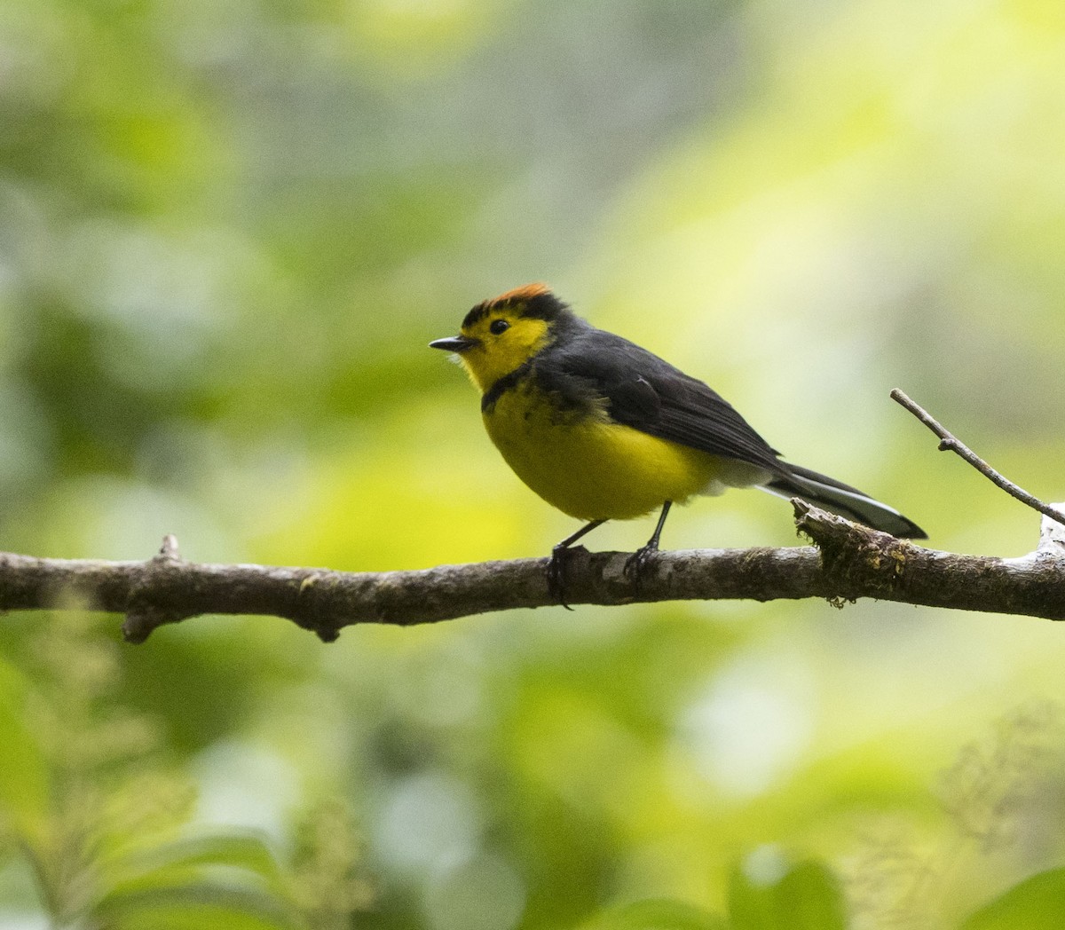 Collared Redstart - Mary Waters