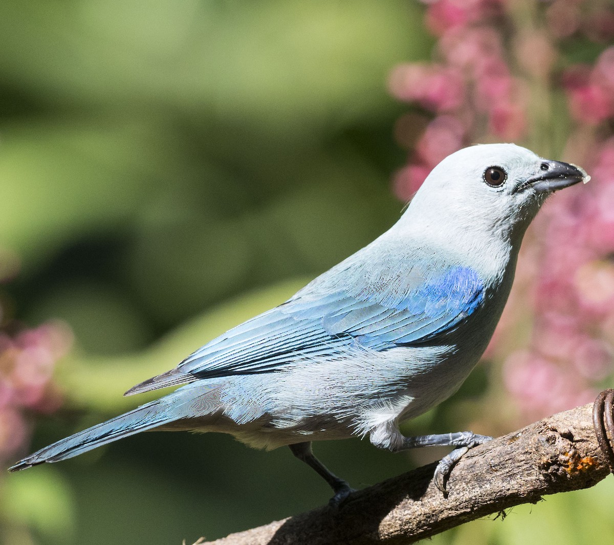 Blue-gray Tanager - ML52237881