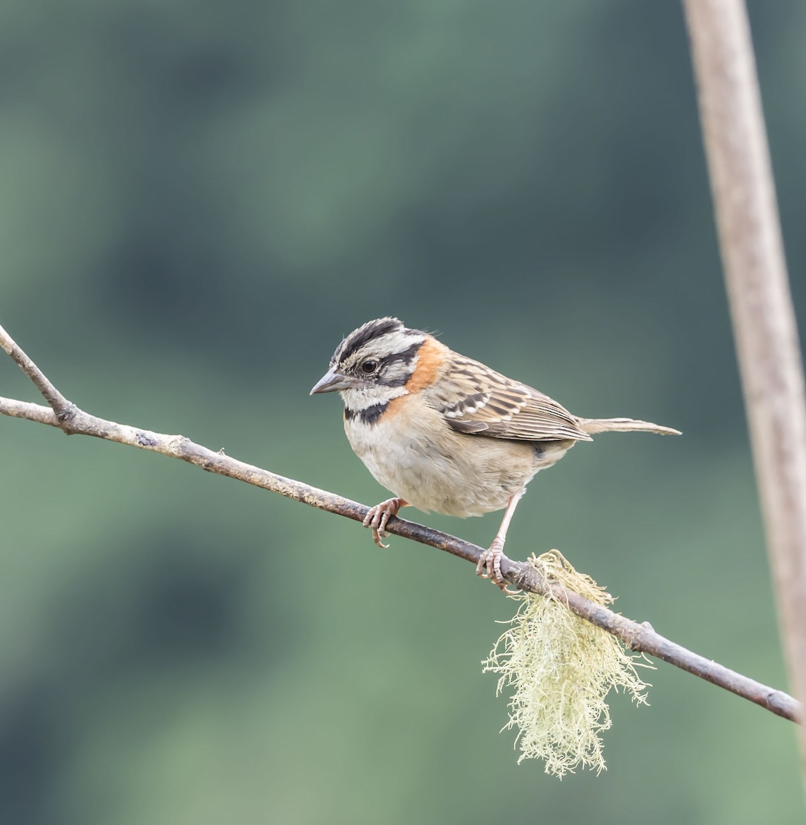Rufous-collared Sparrow - ML52237911