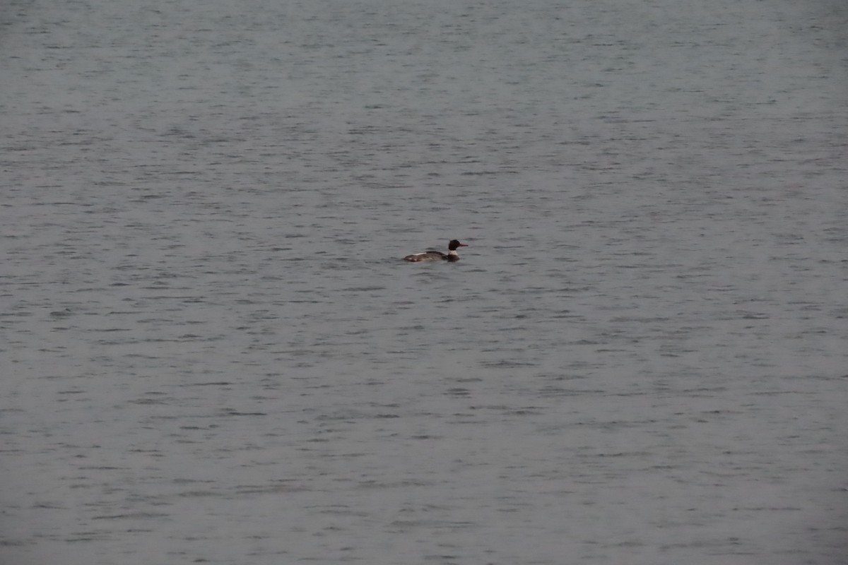 Red-breasted Merganser - ML522379191