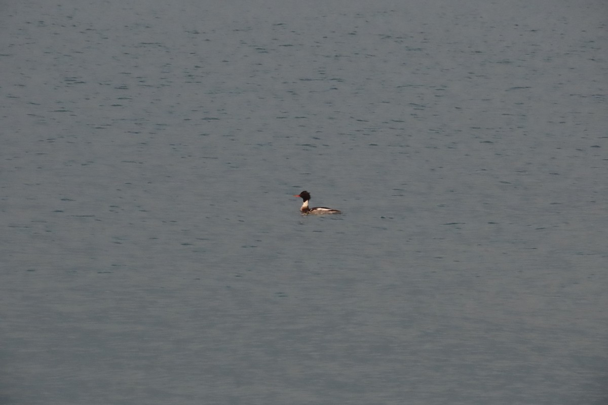 Red-breasted Merganser - ML522379211