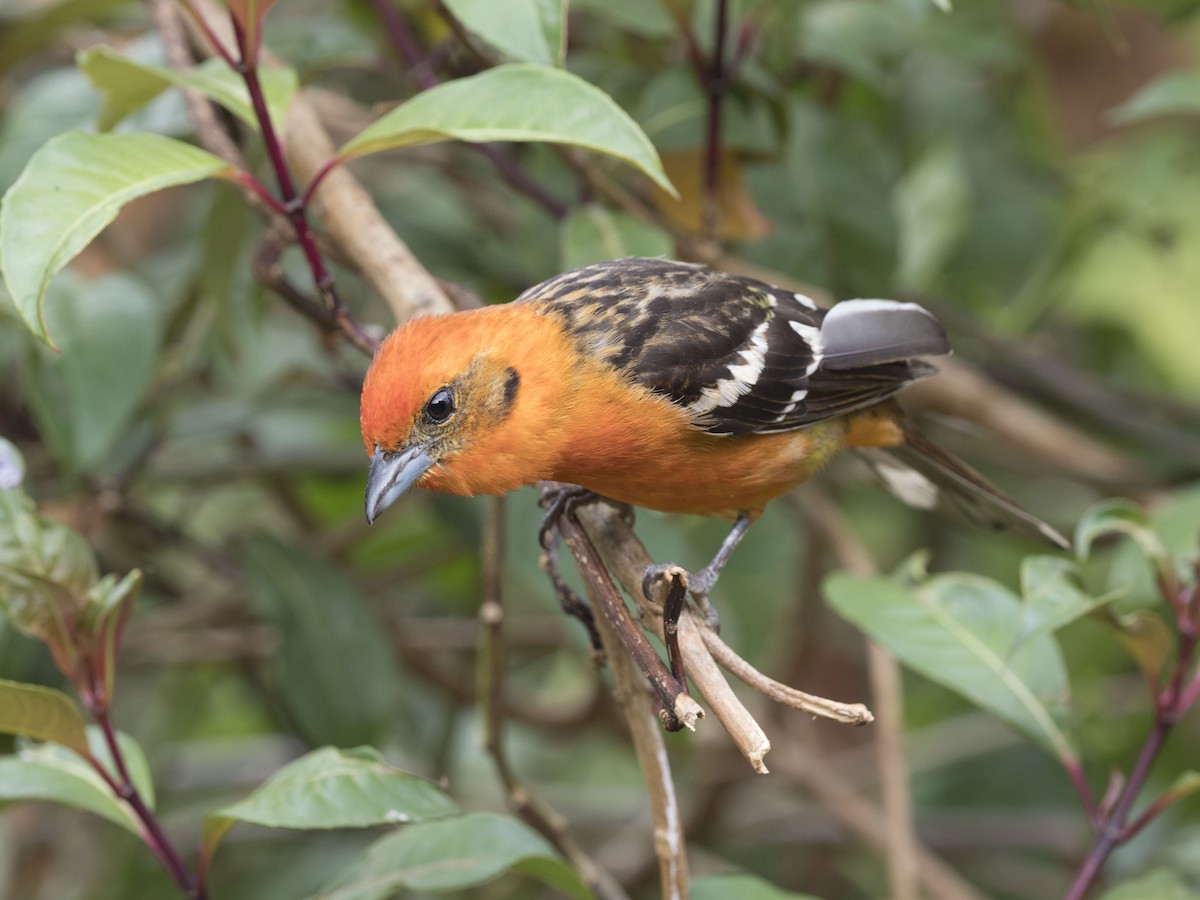 Flame-colored Tanager - ML52237941