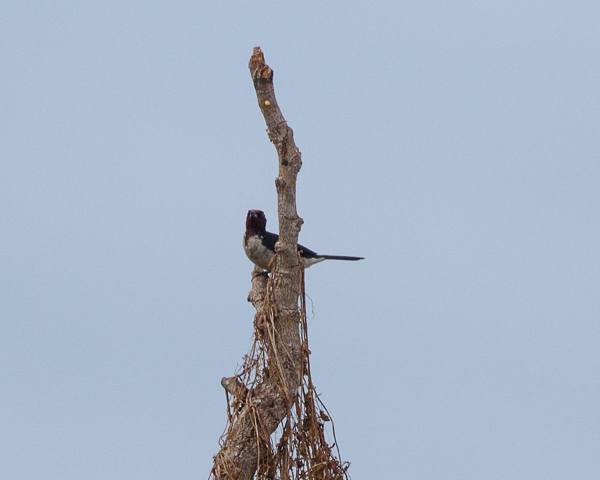 Crimson-fronted Cardinal (Araguaia) - ML522381421