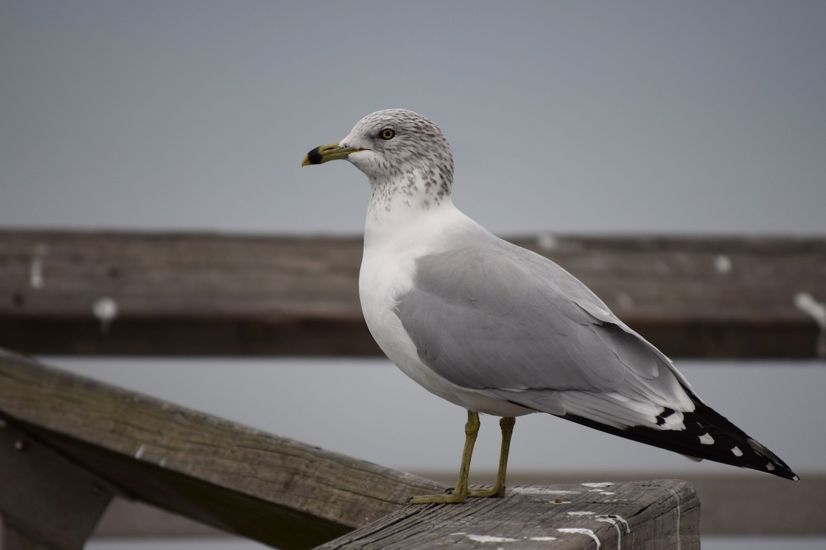 Ring-billed Gull - Kevin Lee