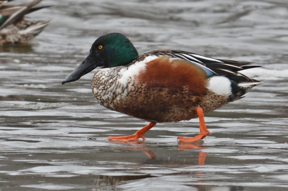 Northern Shoveler - ML52238261