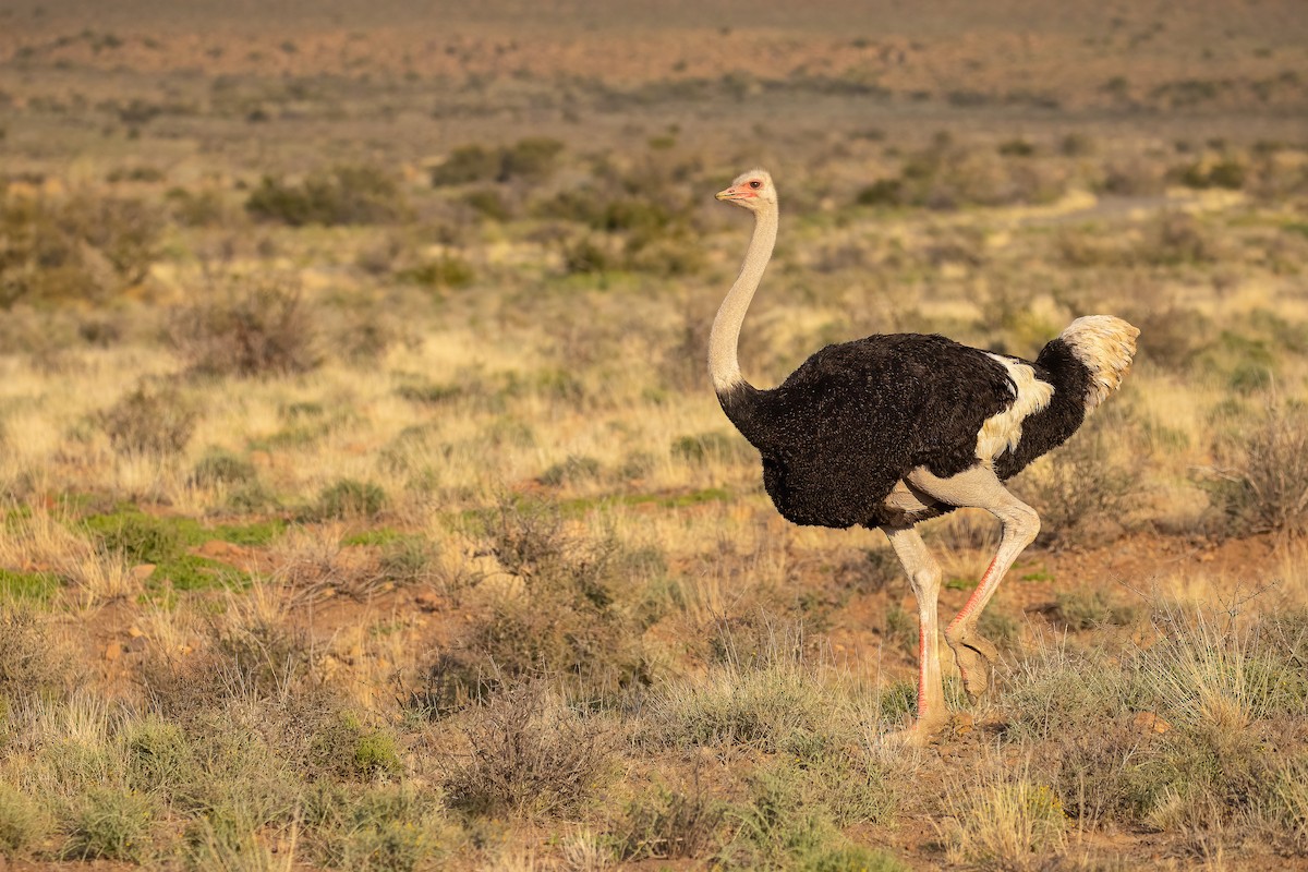 Common Ostrich - Dorian Anderson