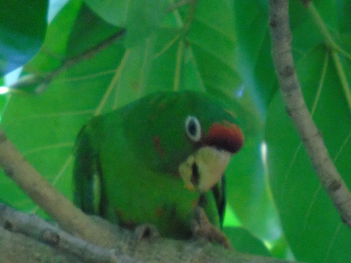 Conure mitrée - ML522384371