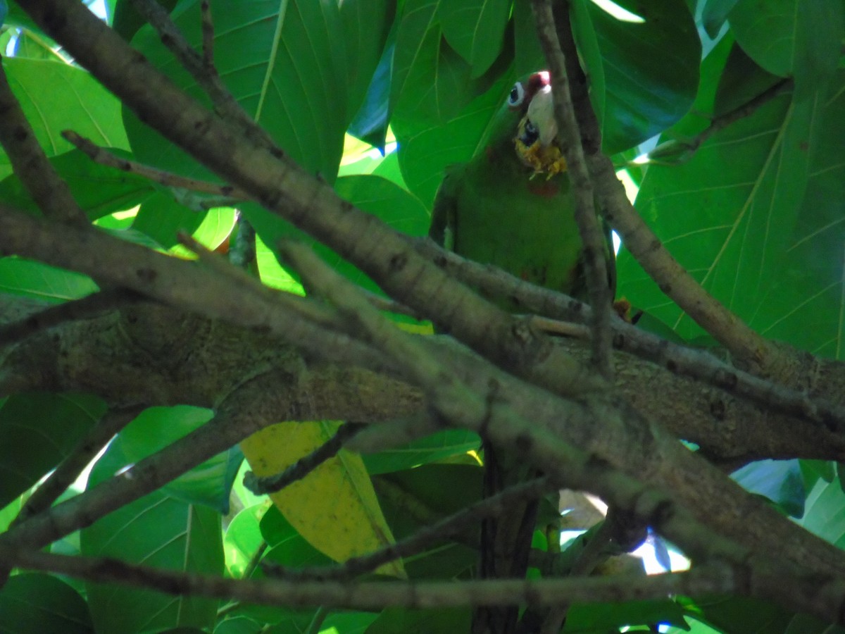 Conure mitrée - ML522384461