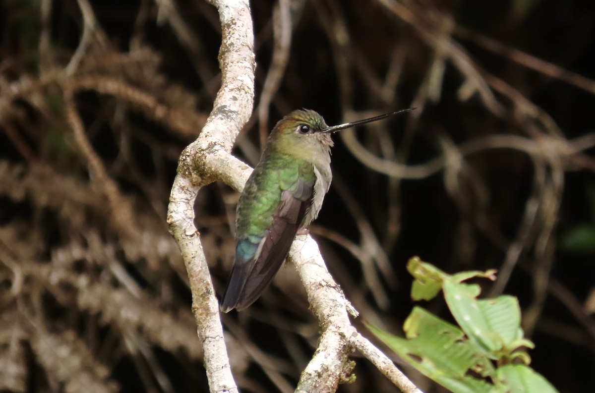 kolibřík zelenočelý - ML522385091