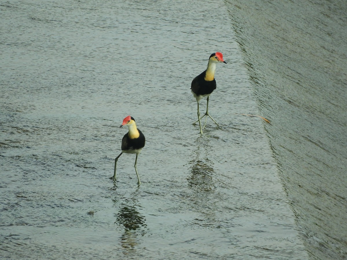 Comb-crested Jacana - ML522385301