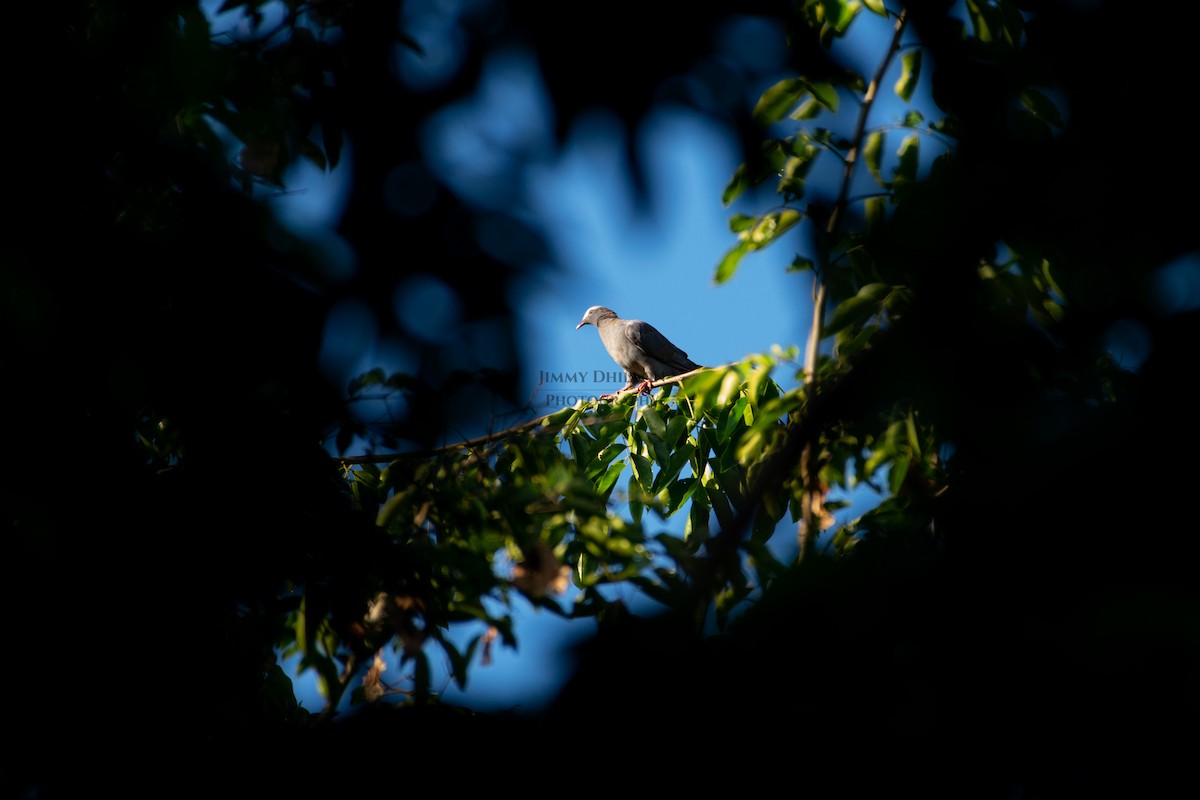 Pigeon à couronne blanche - ML522385311