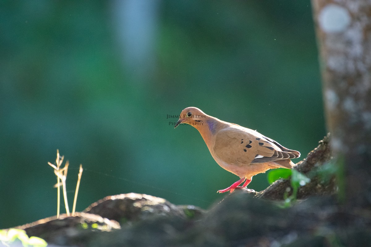 Zenaida Dove - ML522385391