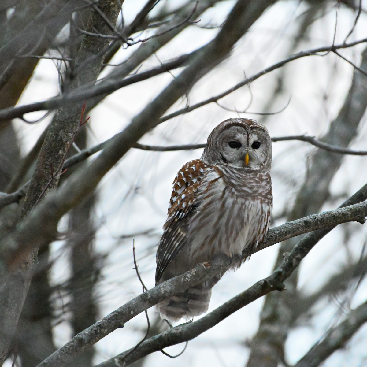 Barred Owl - ML522385461